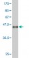 ID2 Antibody (monoclonal) (M04)