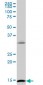 ID2 Antibody (monoclonal) (M04)