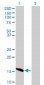 ID2 Antibody (monoclonal) (M04)