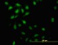 ID3 Antibody (monoclonal) (M02)