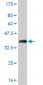 ID3 Antibody (monoclonal) (M02)
