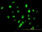 ID3 Antibody (monoclonal) (M03)