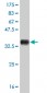 ID3 Antibody (monoclonal) (M03)