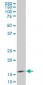 ID3 Antibody (monoclonal) (M03)