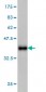 IDH2 Antibody (monoclonal) (M01)