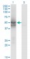 IDH2 Antibody (monoclonal) (M01)