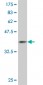 IF Antibody (monoclonal) (M01)