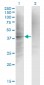 IF Antibody (monoclonal) (M01)