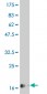 IFNA2 Antibody (monoclonal) (M34)