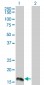 IFNA2 Antibody (monoclonal) (M34)