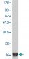 IFNA2 Antibody (monoclonal) (M38)