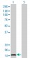 IFNA2 Antibody (monoclonal) (M38)