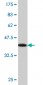 IFT57 Antibody (monoclonal) (M02)