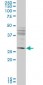 IFT57 Antibody (monoclonal) (M02)