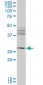 IFT57 Antibody (monoclonal) (M02)