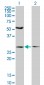 IFT57 Antibody (monoclonal) (M04)