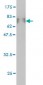 IKBKG Antibody (monoclonal) (M01)