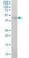 IKBKG Antibody (monoclonal) (M01)