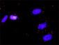 IKBKG Antibody (monoclonal) (M01)