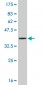 IL13 Antibody (monoclonal) (M06)