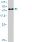 IL13RA1 Antibody (monoclonal) (M01)