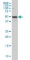 IL13RA2 Antibody (monoclonal) (M01)