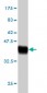 IL17B Antibody (monoclonal) (M01)