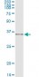 IL1B Antibody (monoclonal) (M01)