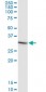 IL1B Antibody (monoclonal) (M01)