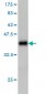 IL1F9 Antibody (monoclonal) (M01)