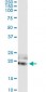 IL20 Antibody (monoclonal) (M01)