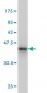 IL20 Antibody (monoclonal) (M01)