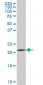 IL20 Antibody (monoclonal) (M01)