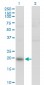 IL20 Antibody (monoclonal) (M01)