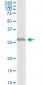 IL27 Antibody (monoclonal) (M01)