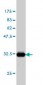 IL27 Antibody (monoclonal) (M01)