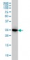 IL27 Antibody (monoclonal) (M01)