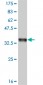 IL8 Antibody (monoclonal) (M04)