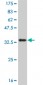 IL8 Antibody (monoclonal) (M08)