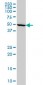 IMPDH1 Antibody (monoclonal) (M01)