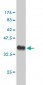 ING1 Antibody (monoclonal) (M05)