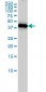 ING1 Antibody (monoclonal) (M05)