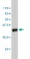 ING1 Antibody (monoclonal) (M06)