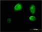 ING3 Antibody (monoclonal) (M02)