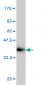 ING3 Antibody (monoclonal) (M02)