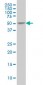 ING3 Antibody (monoclonal) (M02)