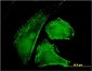 IQGAP1 Antibody (monoclonal) (M01)