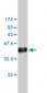 IQGAP1 Antibody (monoclonal) (M01)