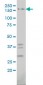 IQGAP1 Antibody (monoclonal) (M01)