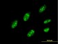 IQGAP3 Antibody (monoclonal) (M01)